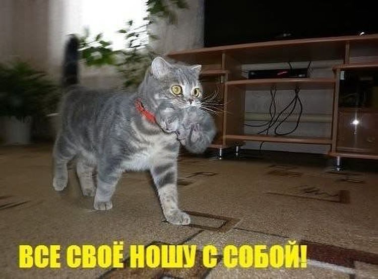 Все свое ношу с собой. Кошка несет котенка. Кошка тащит котенка. Кошка несёт котёнка за шкирку. Кошка несет котенка в зубах.